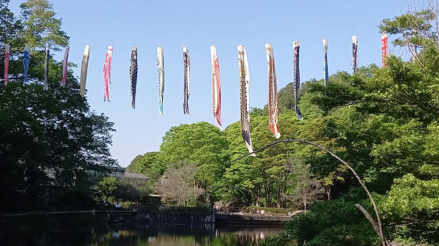 県立四季の森公園「ハス池上空に泳ぐ鯉のぼり」【横浜市】